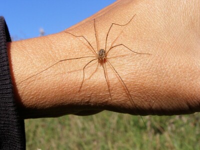 Pauci u Istri - crna udovica
