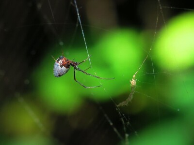 Pauci u Istri - crna udovica