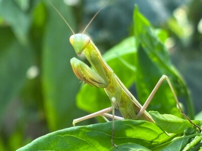 Pauk nije bauk i druge priče iz šetnji s biologinjom