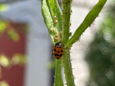 Pauk nije bauk i druge priče iz šetnji s biologinjom