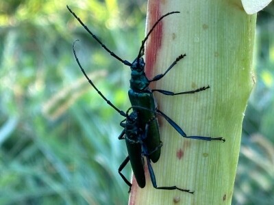 Pauk nije bauk i druge priče iz šetnji s biologinjom
