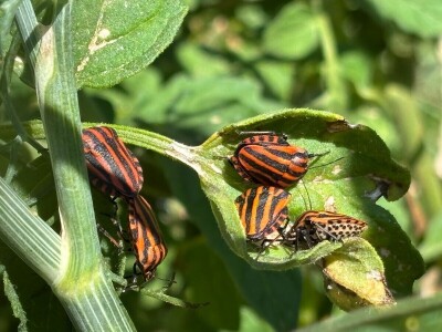 Pauk nije bauk i druge priče iz šetnji s biologinjom