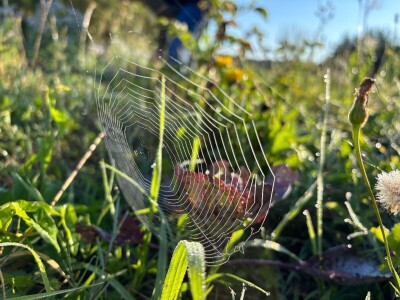 Pauk nije bauk i druge priče iz šetnji s biologinjom