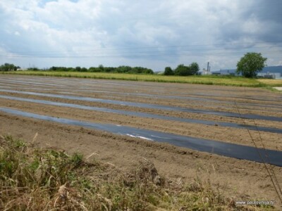 Paulovnija - uzgoj pod folijom