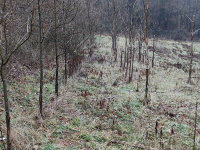 Paulovnija i miskantus