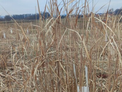 Paulovnija i miskantus