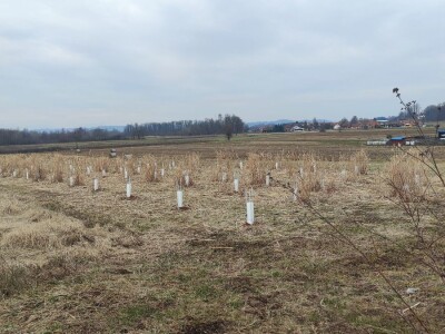 Paulovnija i miskantus