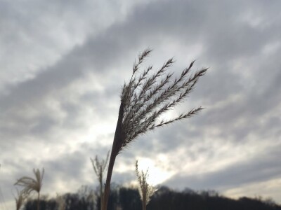 Paulovnija i miskantus