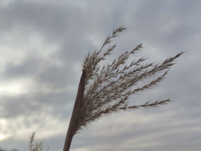 Paulovnija i miskantus