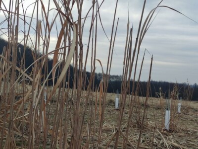 Paulovnija i miskantus