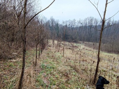 Paulovnija i miskantus