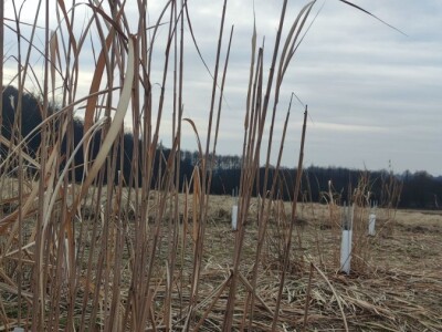 Paulovnija i miskantus