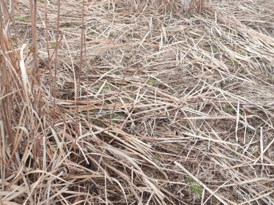 Paulovnija i miskantus