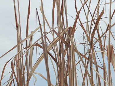 Paulovnija i miskantus