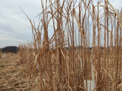 Paulovnija i miskantus