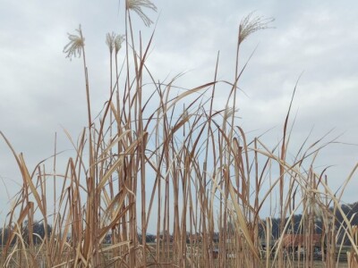 Paulovnija i miskantus