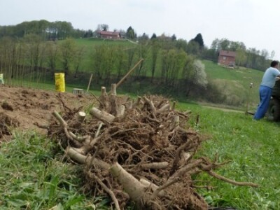 Jednogodišnji korijen paulovnije