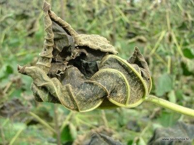 Šteta od mraza na paulovniji