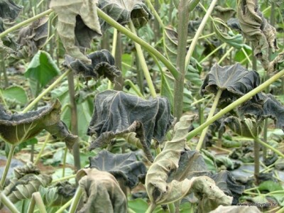 Šteta od mraza na paulovniji