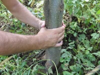 Održavanje paulovnije