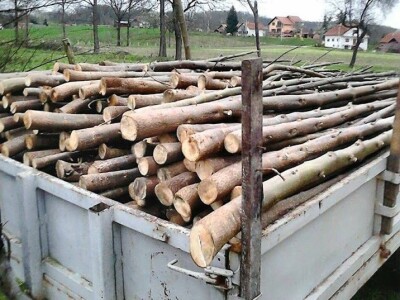 Najbrže rastuće drvo