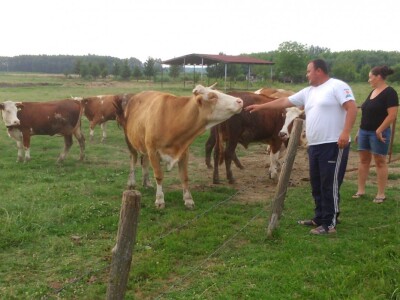 Pavišići smanjuju broj krava