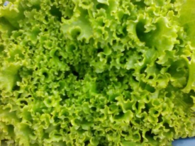 Salata kristalka