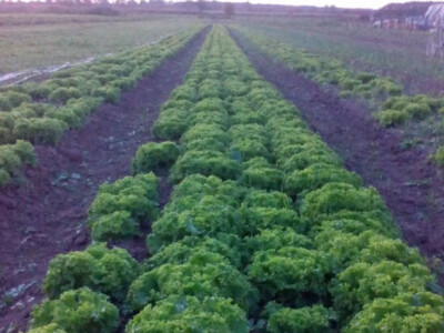 Salata na OPG Pavišić