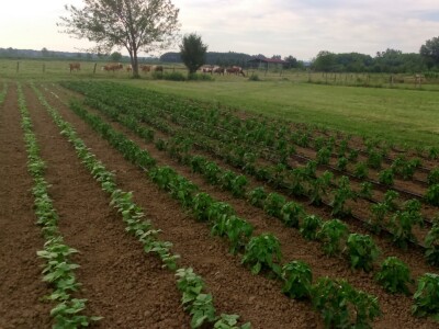 Povrtnjak i pašnjak