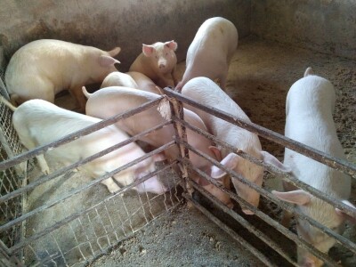 Pavle Avramović, stočar iz Neradina