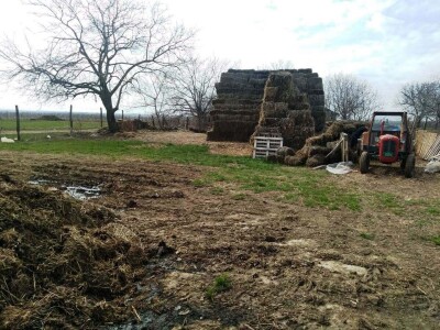 Pavle Avramović, stočar iz Neradina