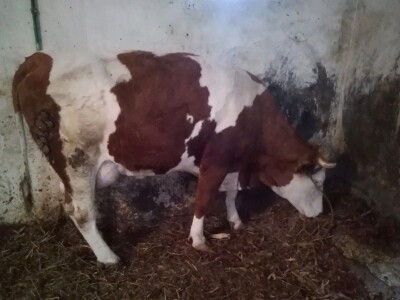 Pavle Avramović, stočar iz Neradina