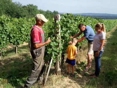 10 hektara vinograda