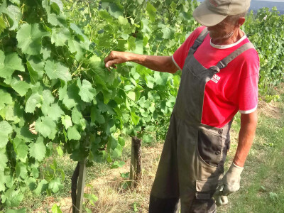 Prevladava sorta graševina