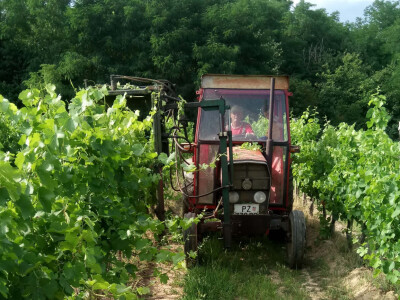 Strojno vršikanje vinole loze