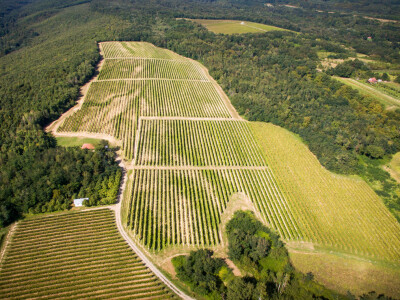 Vinograd na lokaciji Gajić
