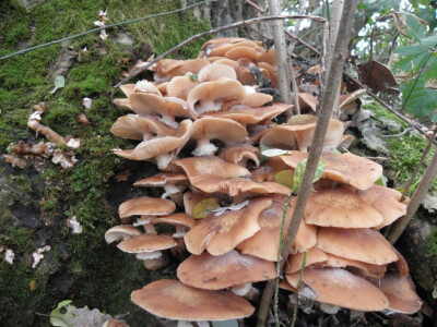 Gljive koje rastu u jesen