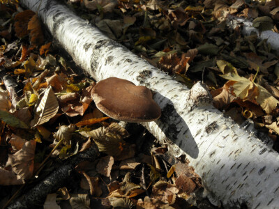 Zašto gljive ne rastu?