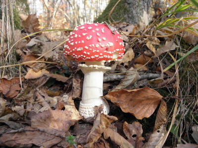 Zašto gljive ne rastu?