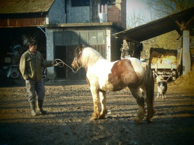 Psi nam pomažu, a država odmaže