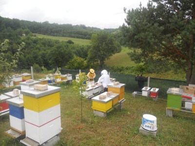 Pčelarstvo Karahodžić 4