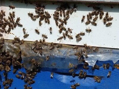 Pčelar Damir Sertić Pčelar Damir Sertić