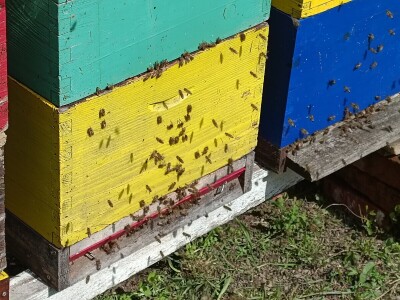 Pčelar Damir Sertić Pčelar Damir Sertić