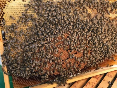 Pčelar Dino Haračić