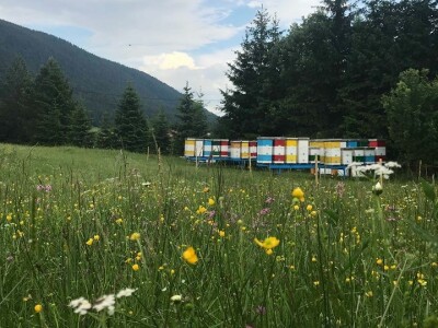 Pčelar Dino Haračić