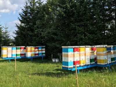 Pčelar Dino Haračić