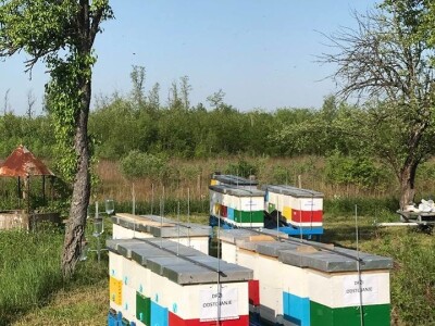 Pčelar Dino Haračić