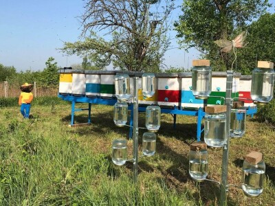 Pčelar Dino Haračić