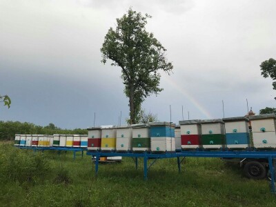 Pčelar Dino Haračić