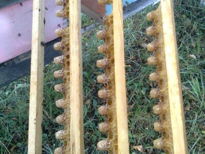 Pčelar Haris Redžić